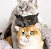 猫３匹まで◎