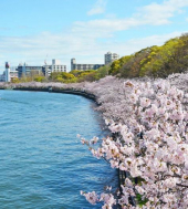 ゴクオシ:桜舞う遊歩道