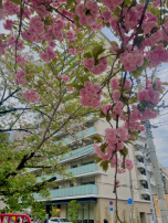 検索結果:サクラ舞い散る中に~♪